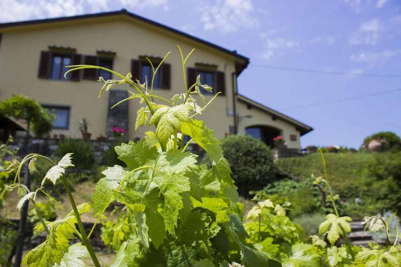 Villa Porcigliano Olive Grove Polcanto Holiday home