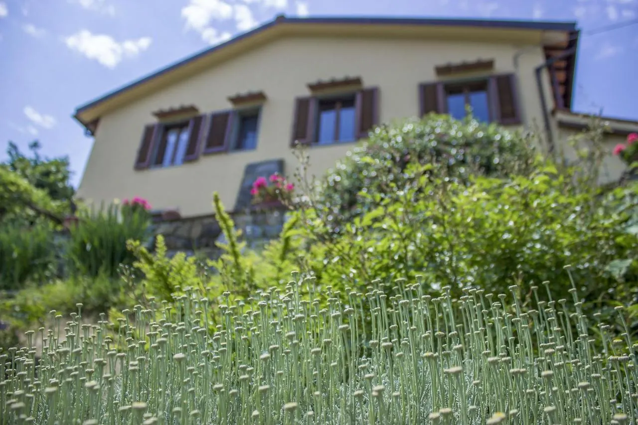 Villa Porcigliano Olive Grove Polcanto
