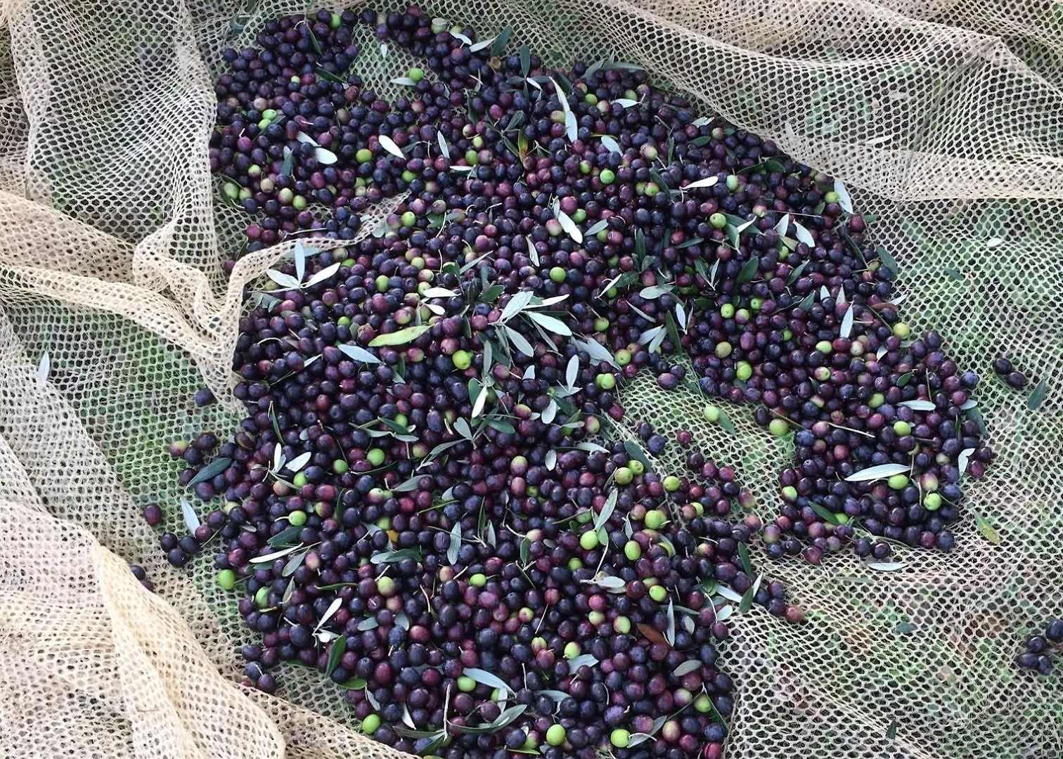 Villa Porcigliano Olive Grove Polcanto