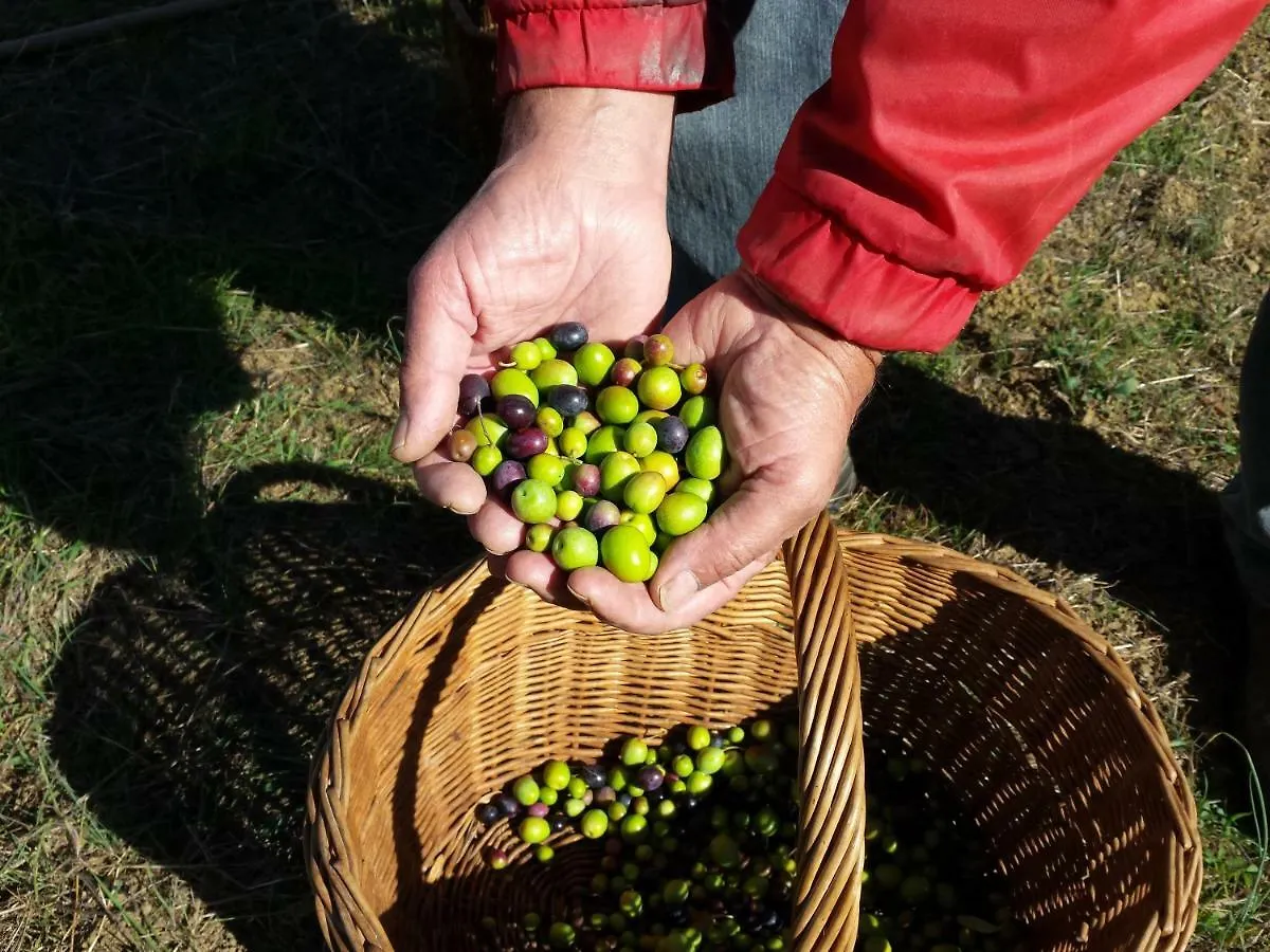 Villa Porcigliano Olive Grove Polcanto