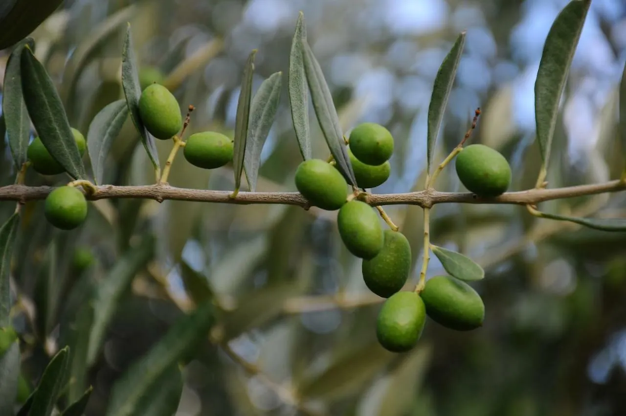 Holiday home Villa Porcigliano Olive Grove Polcanto