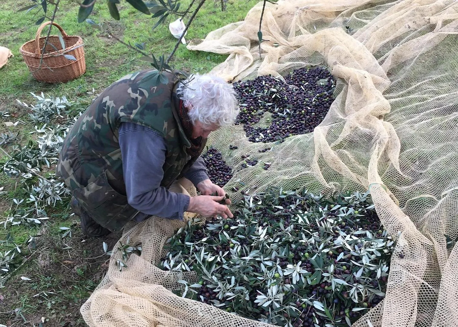 Prázdninový dům Villa Porcigliano Olive Grove Polcanto Itálie