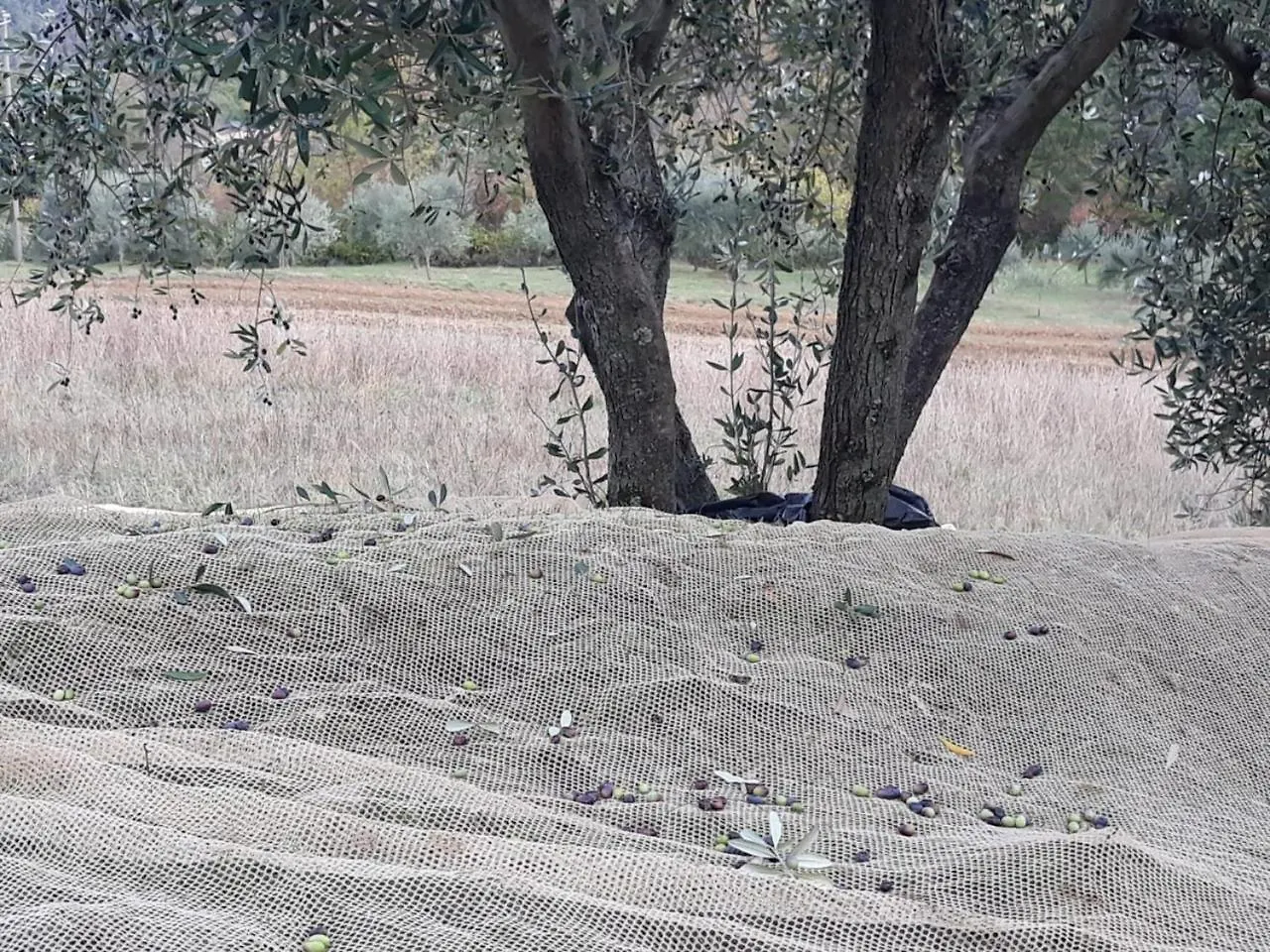 Villa Porcigliano Olive Grove Polcanto 0*,  Itálie